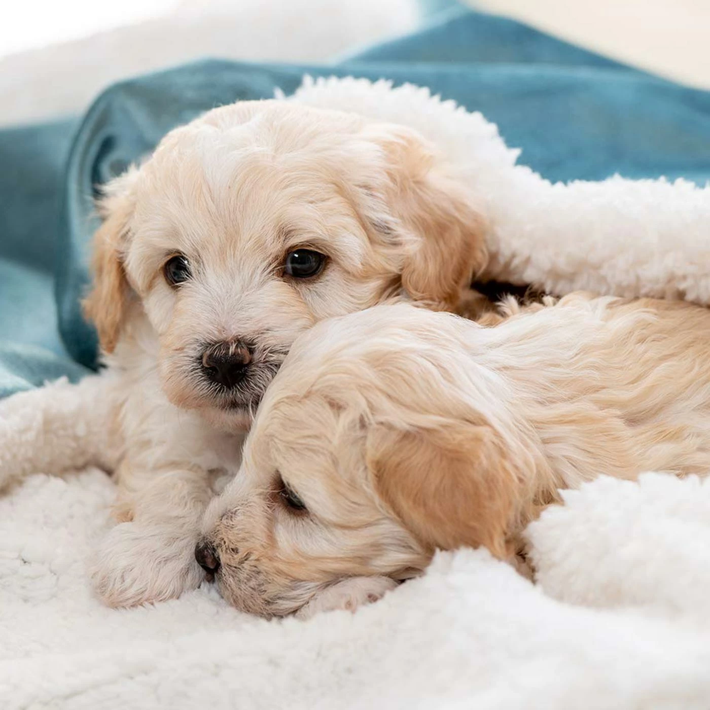 Budget ๐ Hot Sale ๐ Personalised ๐ฆฎ ๐ถ Dog & Puppy Velvet Blanket By Lords & Labradors ๐ ๐คฉ 3 Budget ๐ Hot Sale ๐ Personalised ๐ฆฎ ๐ถ Dog & Puppy Velvet Blanket By Lords & Labradors ๐ ๐คฉ - Image 3