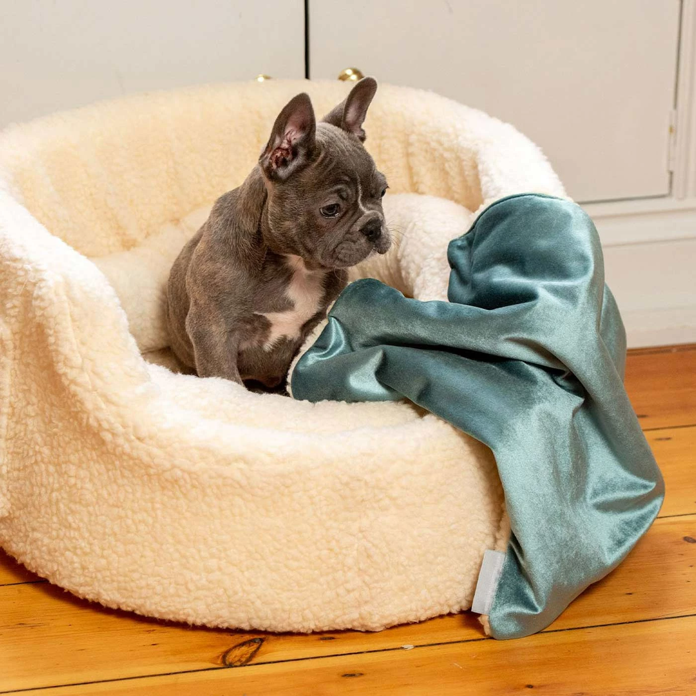 Budget ๐ Hot Sale ๐ Personalised ๐ฆฎ ๐ถ Dog & Puppy Velvet Blanket By Lords & Labradors ๐ ๐คฉ 1 Budget ๐ Hot Sale ๐ Personalised ๐ฆฎ ๐ถ Dog & Puppy Velvet Blanket By Lords & Labradors ๐ ๐คฉ