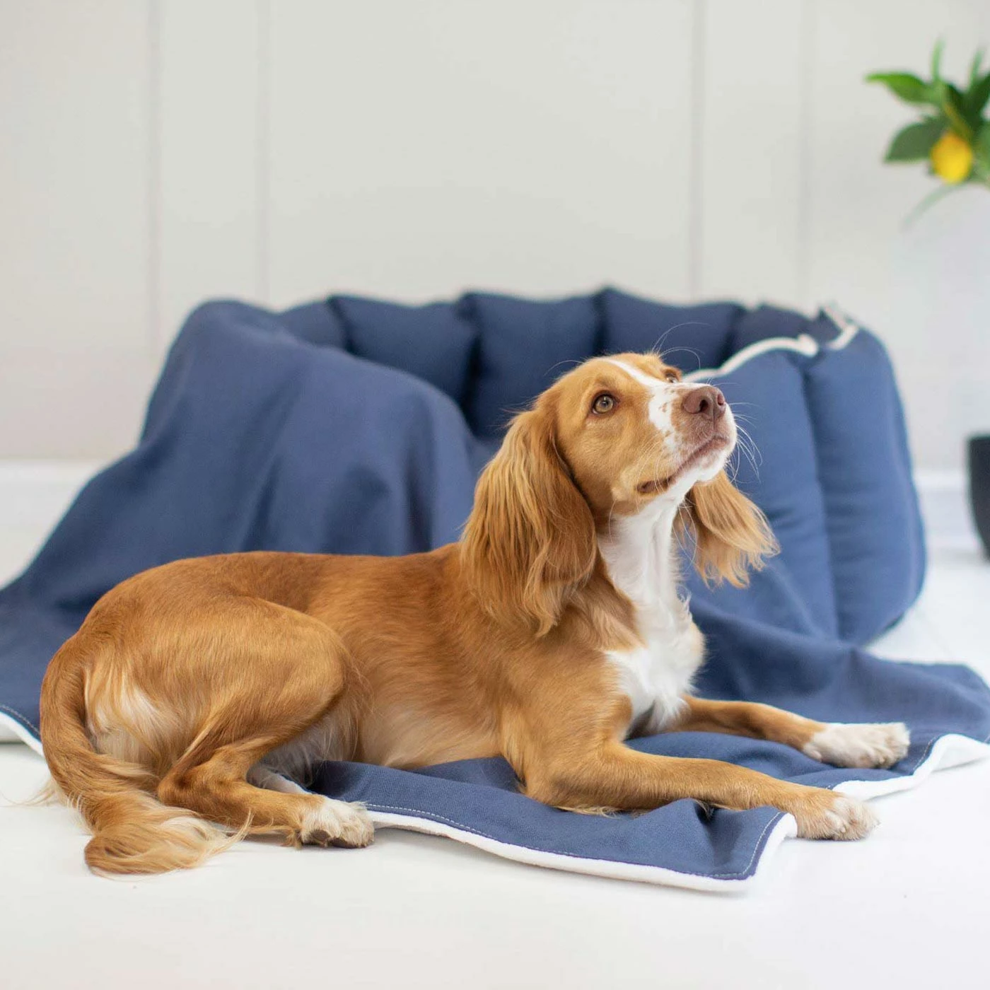 Flash Sale ๐ New ๐ Lords & Labradors Personalised High Wall Savanna Bed For ๐ฆฎ ๐ถ Dogs โ ๐ฅ 14 Flash Sale ๐ New ๐ Lords & Labradors Personalised High Wall Savanna Bed For ๐ฆฎ ๐ถ Dogs โ ๐ฅ - Image 14