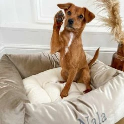 Wholesale 🥰 Brand new 🧨 Lords & Labradors Personalised Luxury Velvet Box Bed For 🦮 🐕 Dogs 🛒 🌟 -Cheap Lords & Labradors Store personalised luxury velvet box bed for dogs mushroom velvet dog