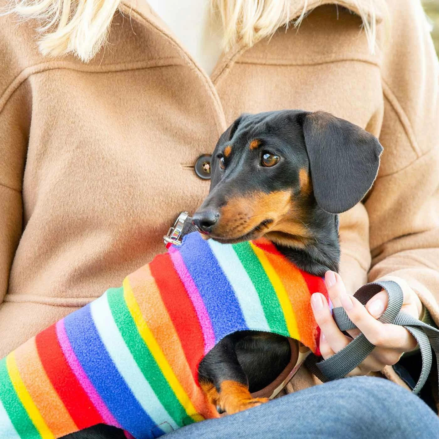 Best deal 😀 New 👏 Personalised Miniature Dachshund Fleece by Lords & Labradors 😀 😀 16 Best deal 😀 New 👏 Personalised Miniature Dachshund Fleece by Lords & Labradors 😀 😀 - Image 16