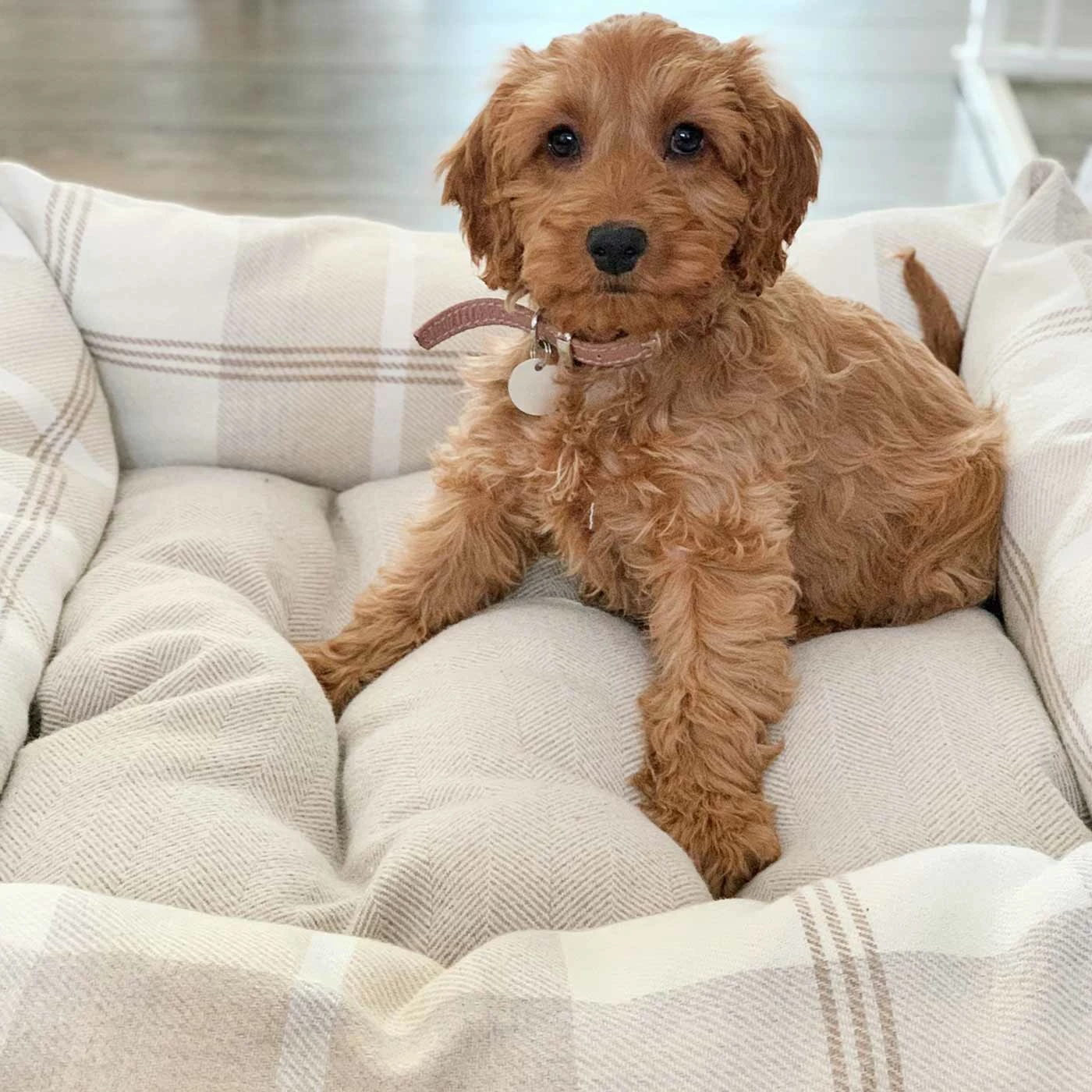 New ๐ Best reviews of ๐ Lords & Labradors Personalised Neutral Tweed Box Bed For ๐ ๐ฆฎ Dogs ๐ ๐งจ 12 New ๐ Best reviews of ๐ Lords & Labradors Personalised Neutral Tweed Box Bed For ๐ ๐ฆฎ Dogs ๐ ๐งจ - Image 12