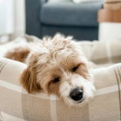 New ๐ Best reviews of ๐ Lords & Labradors Personalised Neutral Tweed Box Bed For ๐ ๐ฆฎ Dogs ๐ ๐งจ 35 New ๐ Best reviews of ๐ Lords & Labradors Personalised Neutral Tweed Box Bed For ๐ ๐ฆฎ Dogs ๐ ๐งจ -Cheap Lords & Labradors Store personalised neutral tweed box bed for dogs natural dog close up