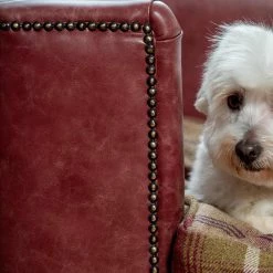 Budget ⭐ Discount 😍 Lords & Labradors Personalised Tetford 🐶 🐕 Dog Chesterfield in Berry Leather ✔️ ✨ 7 Budget ⭐ Discount 😍 Lords & Labradors Personalised Tetford 🐶 🐕 Dog Chesterfield in Berry Leather ✔️ ✨ -Cheap Lords & Labradors Store personalised tetford dog chesterfield in berry leather