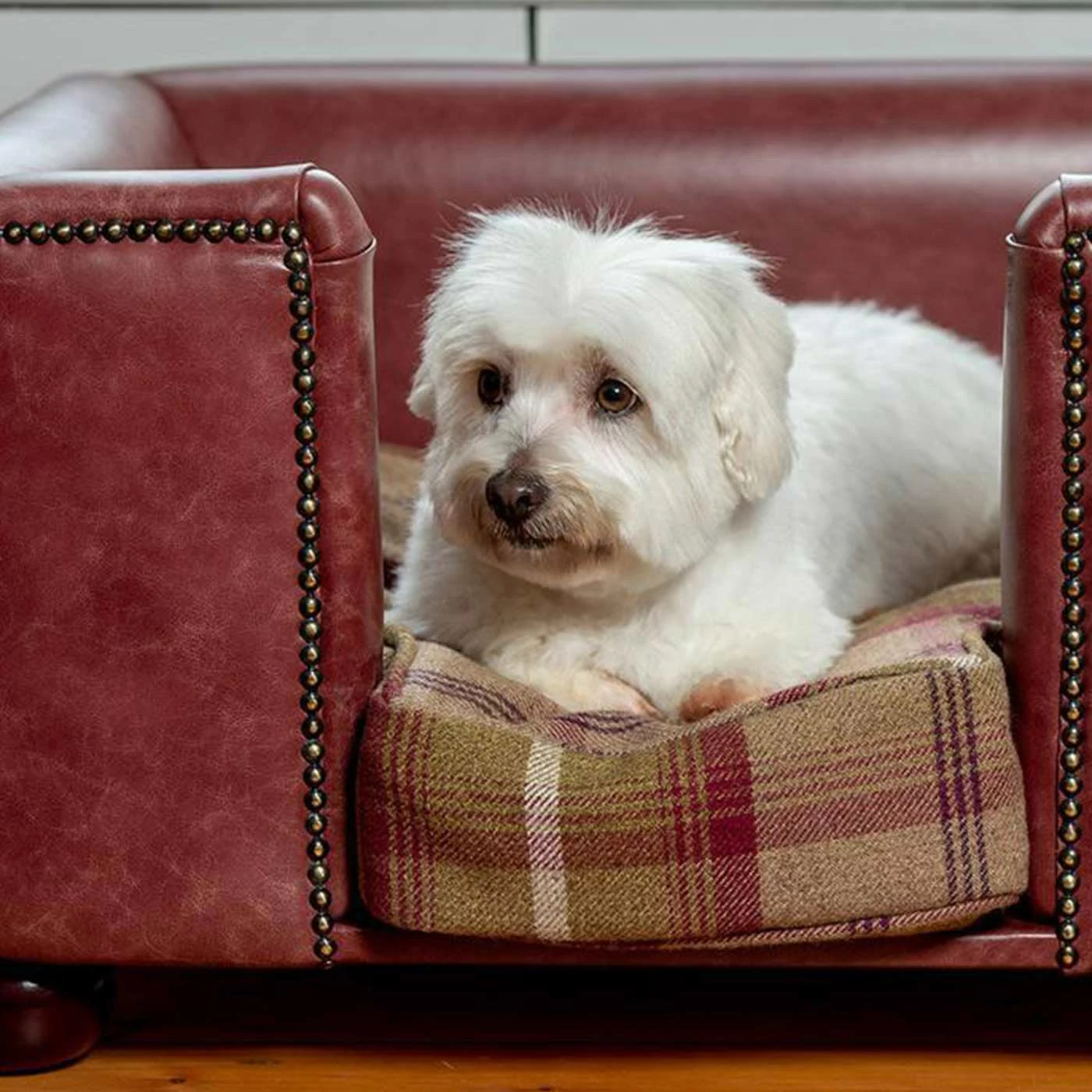 Budget ⭐ Discount 😍 Lords & Labradors Personalised Tetford 🐶 🐕 Dog Chesterfield in Berry Leather ✔️ ✨ 3 Budget ⭐ Discount 😍 Lords & Labradors Personalised Tetford 🐶 🐕 Dog Chesterfield in Berry Leather ✔️ ✨ - Image 3