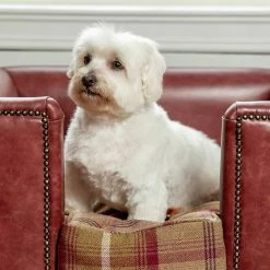 Cheap Lords & Labradors Store -Cheap Lords & Labradors Store personalised tetford dog chesterfield in berry leather lifestyle