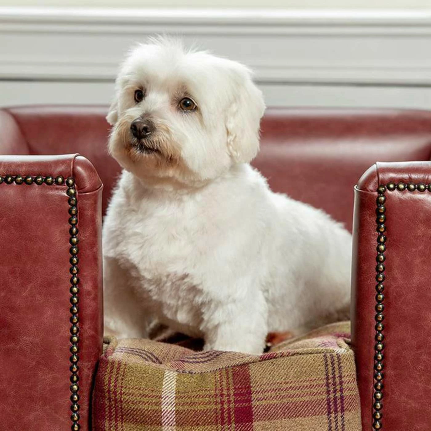 Budget ⭐ Discount 😍 Lords & Labradors Personalised Tetford 🐶 🐕 Dog Chesterfield in Berry Leather ✔️ ✨ 2 Budget ⭐ Discount 😍 Lords & Labradors Personalised Tetford 🐶 🐕 Dog Chesterfield in Berry Leather ✔️ ✨ - Image 2