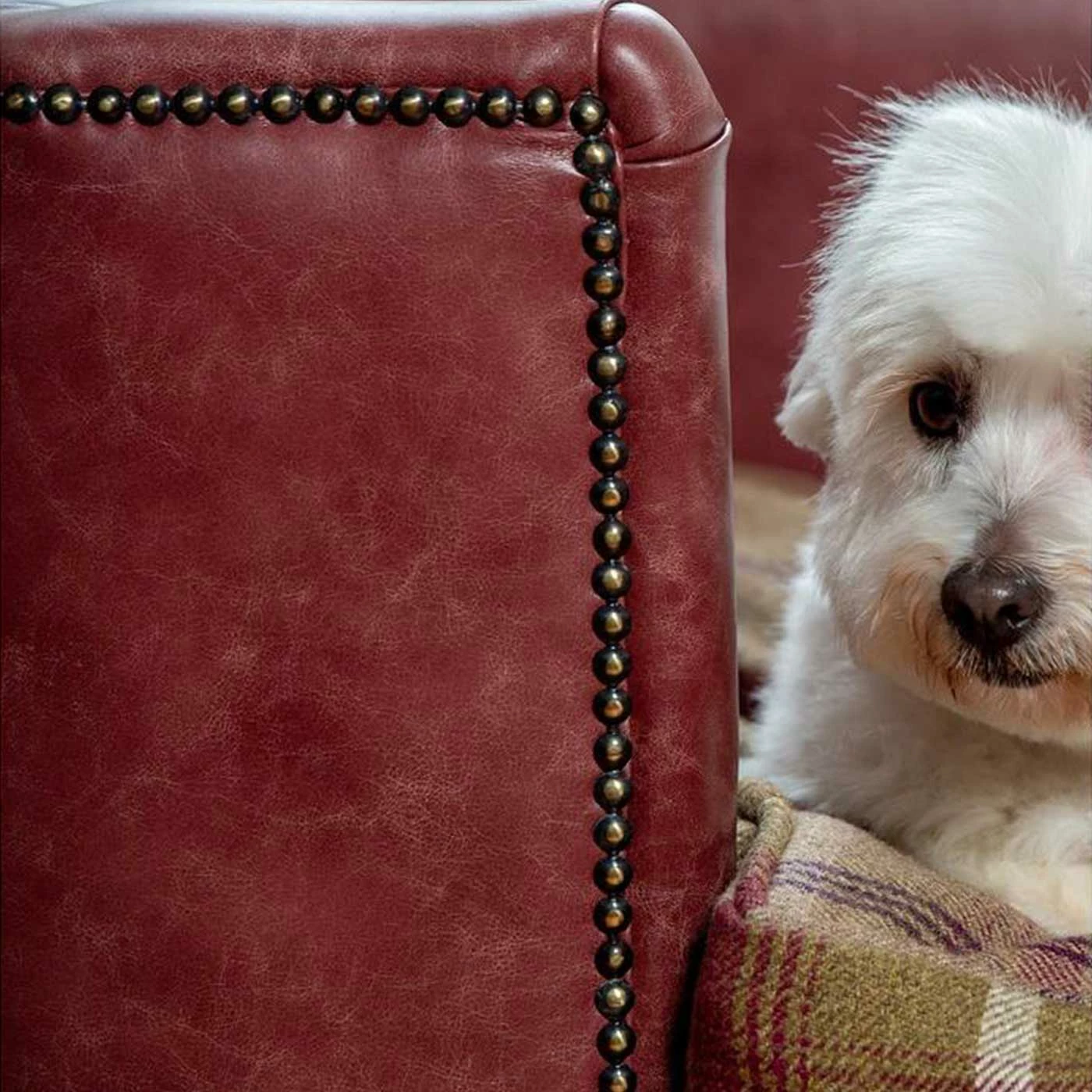 Budget ⭐ Discount 😍 Lords & Labradors Personalised Tetford 🐶 🐕 Dog Chesterfield in Berry Leather ✔️ ✨ 4 Budget ⭐ Discount 😍 Lords & Labradors Personalised Tetford 🐶 🐕 Dog Chesterfield in Berry Leather ✔️ ✨ - Image 4