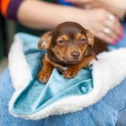 Best Sale 🤩 Coupon 😀 Lords & Labradors Puppy Essentials Pack - Large/Giant Breeds 🧨 🧨 -Cheap Lords & Labradors Store puppy scent blanket duck egg ea35e0bb 3e27 422e 9e8d d5f6531c469e