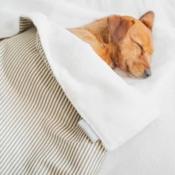 Cheapest 🥰 Best reviews of 💯 🦮 Dog & Puppy Blanket By Lords & Labradors - Spots & Stripes Collection ✔️ 🎉 -Cheap Lords & Labradors Store regency stripe blanket