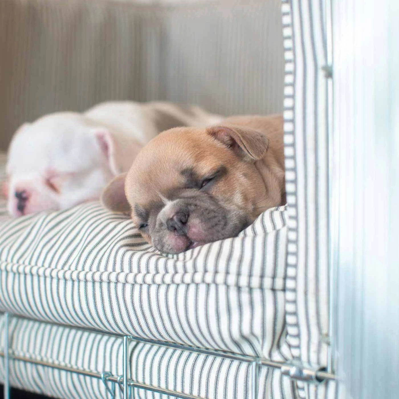 Cheap ๐ Flash Sale ๐ฅ ๐ Dog Cushion in Regency Stripe by Lords & Labradors โ๏ธ ๐ 2 Cheap ๐ Flash Sale ๐ฅ ๐ Dog Cushion in Regency Stripe by Lords & Labradors โ๏ธ ๐ - Image 2