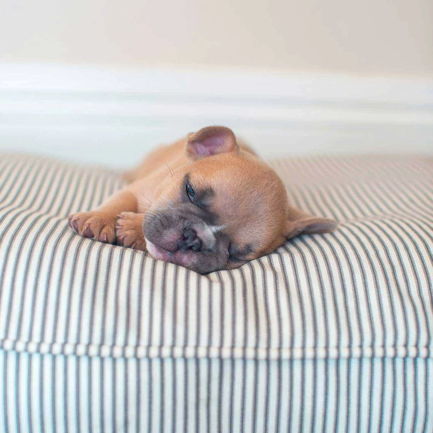 Cheap ๐ Flash Sale ๐ฅ ๐ Dog Cushion in Regency Stripe by Lords & Labradors โ๏ธ ๐ 3 Cheap ๐ Flash Sale ๐ฅ ๐ Dog Cushion in Regency Stripe by Lords & Labradors โ๏ธ ๐ - Image 3