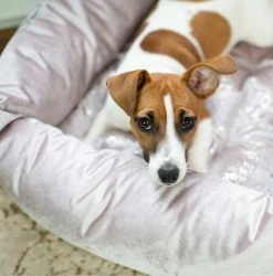 Best reviews of ๐ Top 10 ๐คฉ Lords & Labradors Luxury Rose Gold Velvet Box Bed For ๐ฆฎ ๐ถ Dogs ๐ ๐ฏ