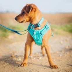 Cheap Lords & Labradors Store -Cheap Lords & Labradors Store ruffwear front range harness aurora teal front