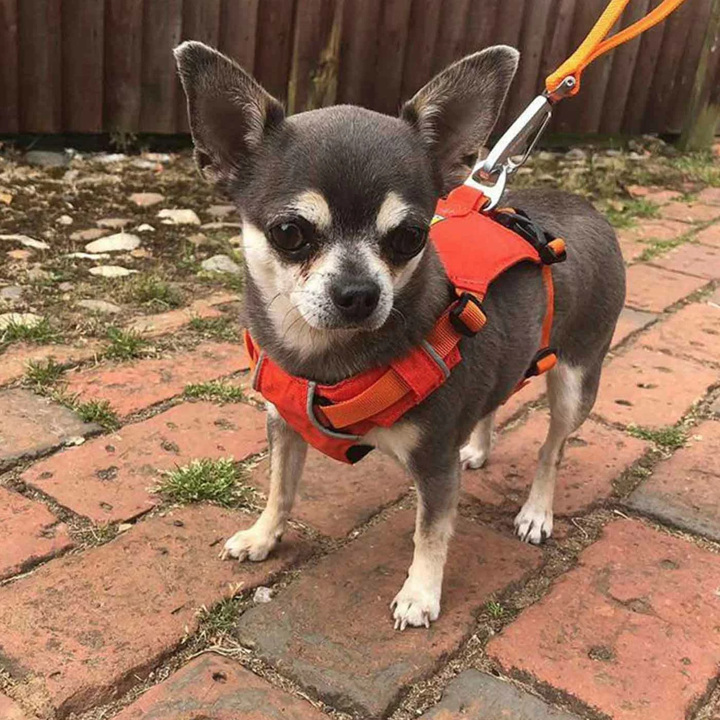 Wholesale 😍 Budget 💯 RuffWear Hi & Light Harness ✨ 😉 1 Wholesale 😍 Budget 💯 RuffWear Hi & Light Harness ✨ 😉