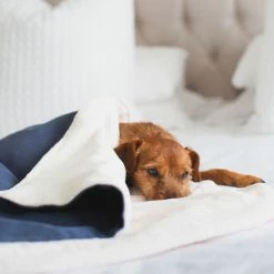 Budget โ Brand new โค๏ธ ๐ Dog & Puppy Savanna Blanket By Lords & Labradors ๐ ๐