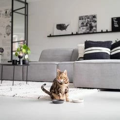 Cheapest 💯 Wholesale 🧨 Lords & Labradors New Kitten Pack - Luxury 🔔 🧨 -Cheap Lords & Labradors Store scruffs district 70 cat bowl 7c22bf97 f617 46a2 8e71 ca0943d1ffc9