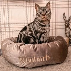 Best deal ⌛ Deals 😍 Lords & Labradors Personalised Luxury Mink Velvet Cat Donut Bed 😉 ⭐